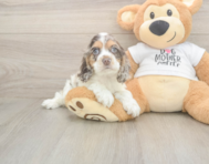 6 week old Cocker Spaniel Puppy For Sale - Florida Fur Babies