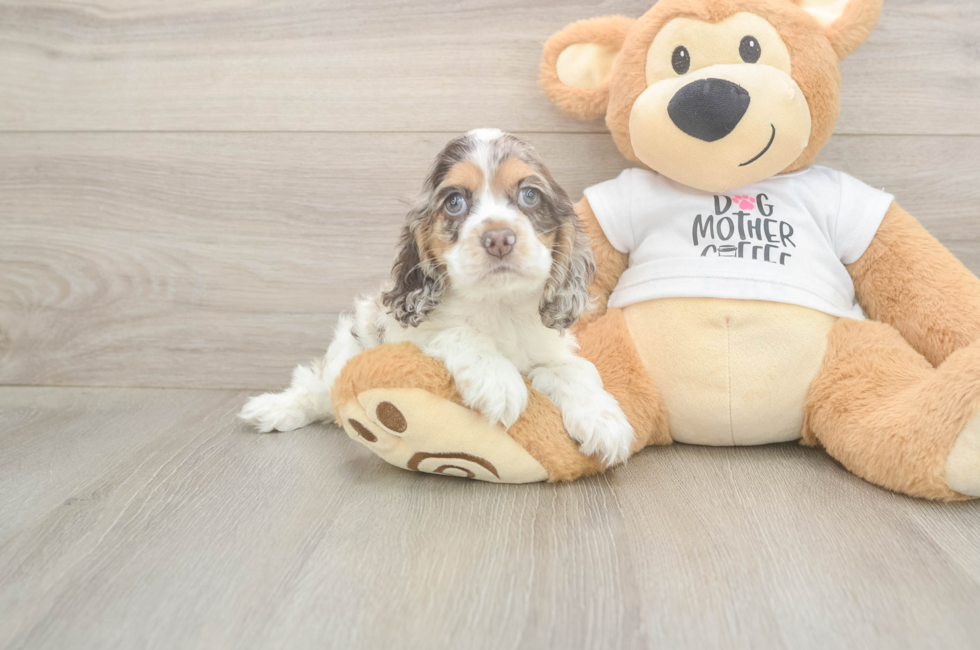 6 week old Cocker Spaniel Puppy For Sale - Florida Fur Babies
