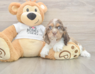 6 week old Cocker Spaniel Puppy For Sale - Florida Fur Babies