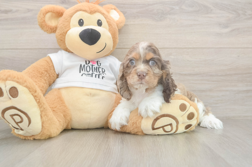 6 week old Cocker Spaniel Puppy For Sale - Florida Fur Babies