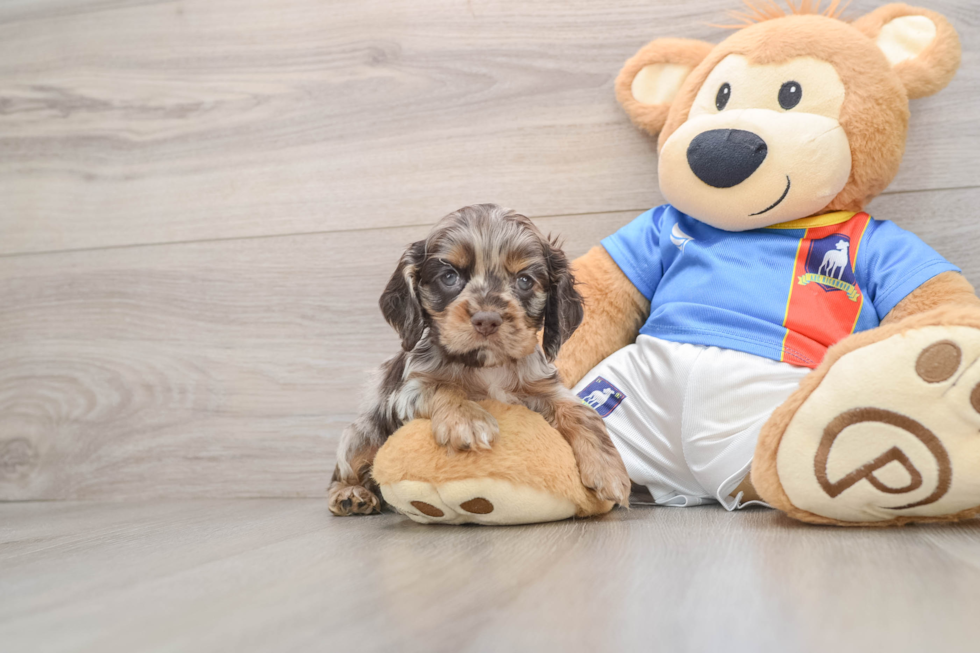 Cocker Spaniel Pup Being Cute