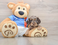 5 week old Cocker Spaniel Puppy For Sale - Florida Fur Babies