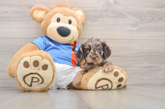 Cocker Spaniel Puppy for Adoption