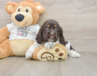 7 week old Cocker Spaniel Puppy For Sale - Florida Fur Babies