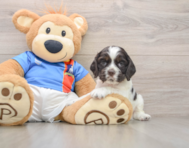 6 week old Cocker Spaniel Puppy For Sale - Florida Fur Babies