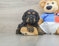 5 week old Cocker Spaniel Puppy For Sale - Florida Fur Babies