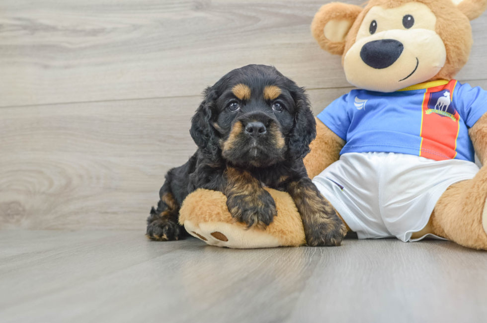 6 week old Cocker Spaniel Puppy For Sale - Florida Fur Babies