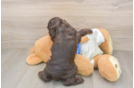 Cute Cocker Spaniel Purebred Puppy