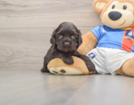 6 week old Cocker Spaniel Puppy For Sale - Florida Fur Babies