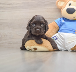 5 week old Cocker Spaniel Puppy For Sale - Florida Fur Babies