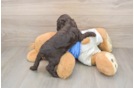 Cute Cocker Spaniel Baby