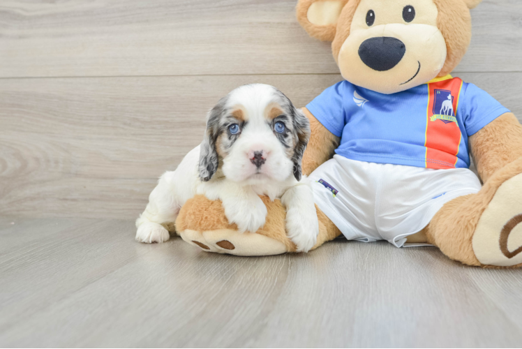 Cocker Spaniel Puppy for Adoption