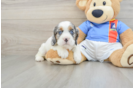 Cocker Spaniel Puppy for Adoption
