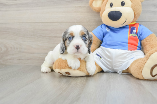 Cocker Spaniel Puppy for Adoption