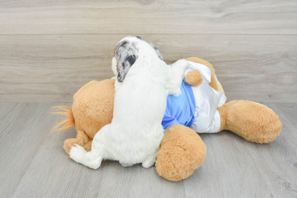 Cute Cocker Spaniel Purebred Puppy