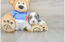 Best Cocker Spaniel Baby