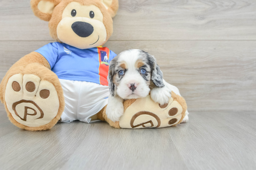Best Cocker Spaniel Baby