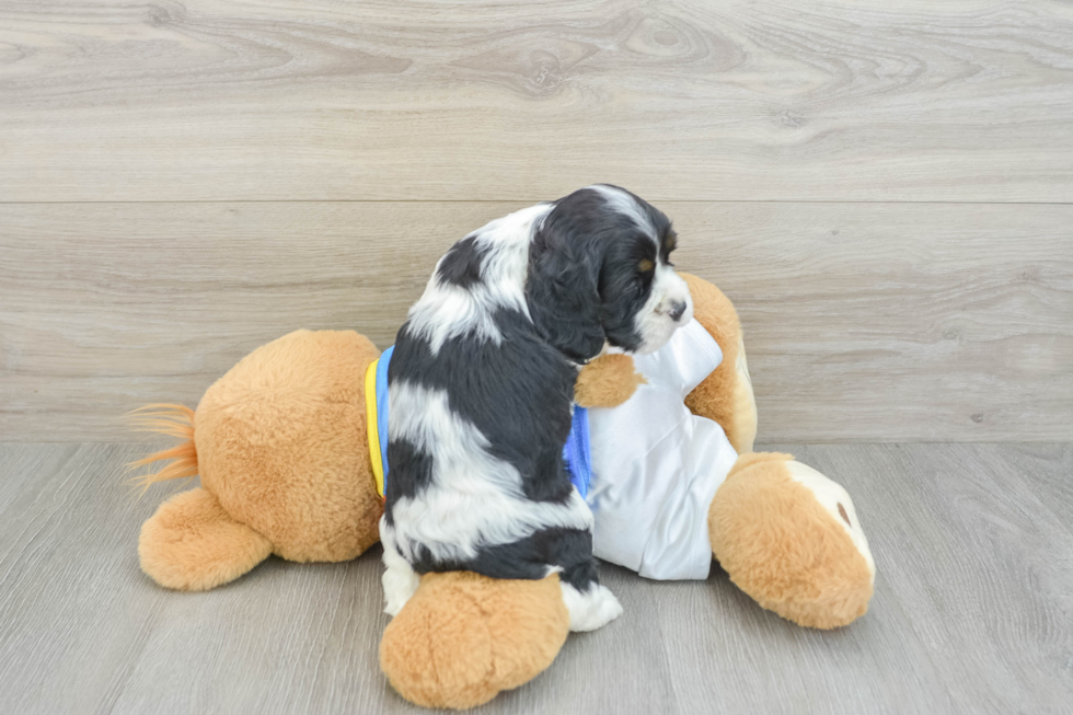Cocker Spaniel Pup Being Cute