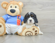 5 week old Cocker Spaniel Puppy For Sale - Florida Fur Babies