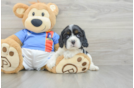 Cute Cocker Spaniel Purebred Pup