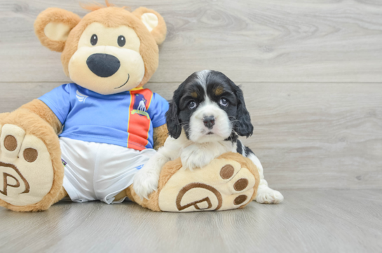 Cute Cocker Spaniel Purebred Pup