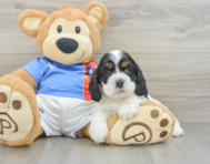 5 week old Cocker Spaniel Puppy For Sale - Florida Fur Babies