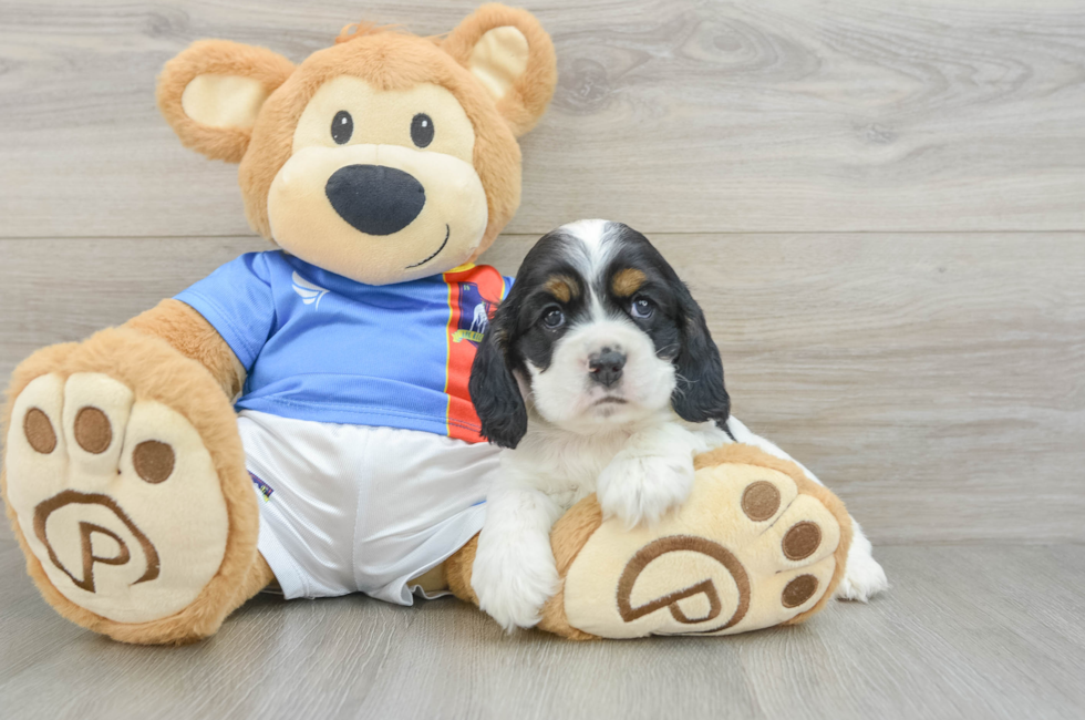 5 week old Cocker Spaniel Puppy For Sale - Florida Fur Babies