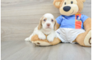 Cocker Spaniel Pup Being Cute
