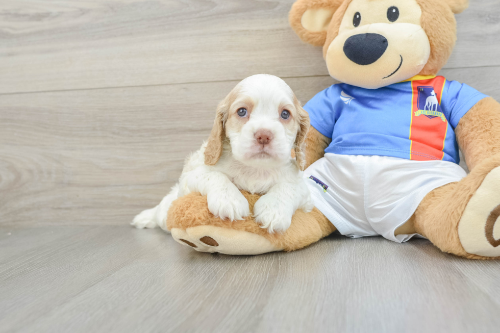 Cocker Spaniel Pup Being Cute