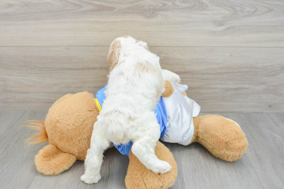 Best Cocker Spaniel Baby