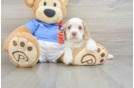 Cocker Spaniel Pup Being Cute