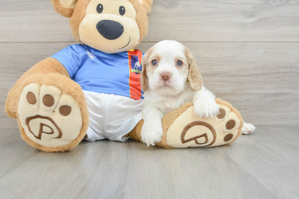 Cocker Spaniel Pup Being Cute
