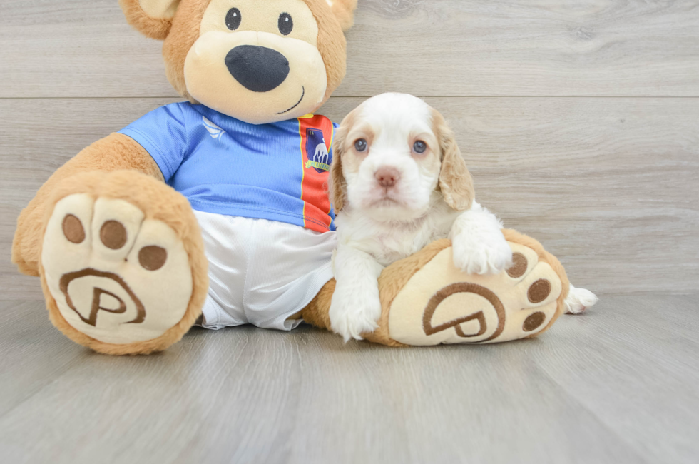 5 week old Cocker Spaniel Puppy For Sale - Florida Fur Babies