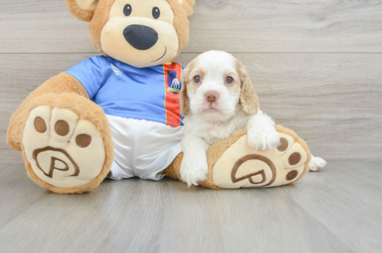Cocker Spaniel Pup Being Cute