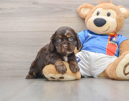 5 week old Cocker Spaniel Puppy For Sale - Florida Fur Babies