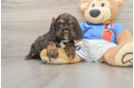 Cute Cocker Spaniel Purebred Puppy