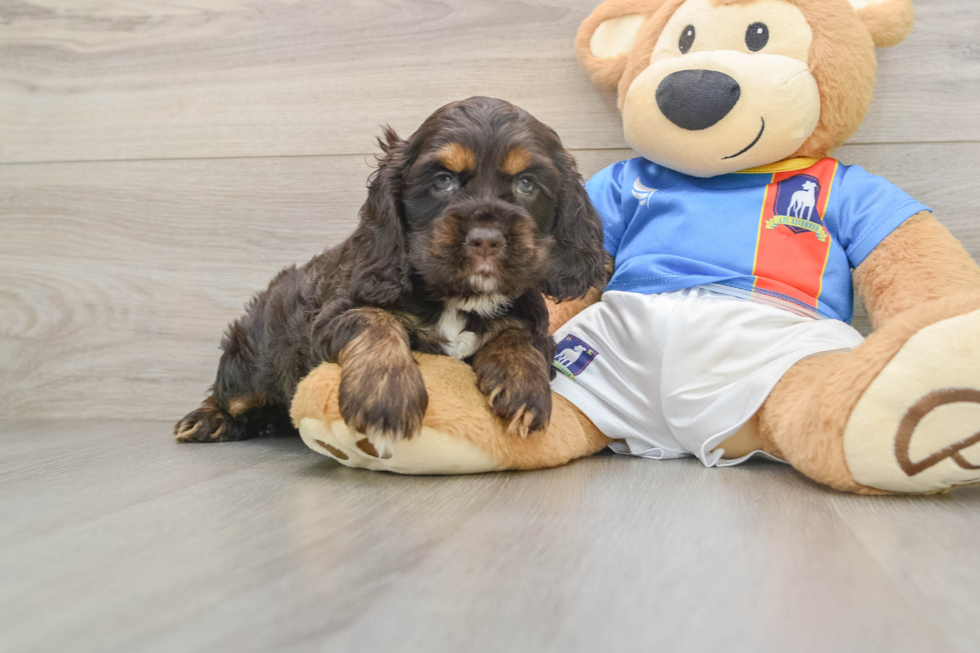 Cute Cocker Spaniel Purebred Puppy