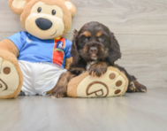 8 week old Cocker Spaniel Puppy For Sale - Florida Fur Babies