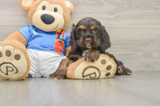 Cocker Spaniel Puppy for Adoption
