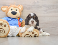 5 week old Cocker Spaniel Puppy For Sale - Florida Fur Babies