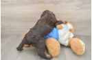 Best Cocker Spaniel Baby