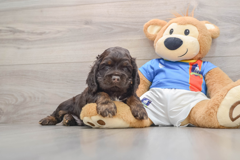Cute Cocker Spaniel Purebred Pup
