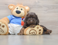 5 week old Cocker Spaniel Puppy For Sale - Florida Fur Babies