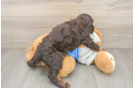 Cocker Spaniel Puppy for Adoption
