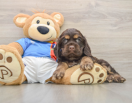 7 week old Cocker Spaniel Puppy For Sale - Florida Fur Babies
