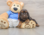 5 week old Cocker Spaniel Puppy For Sale - Florida Fur Babies