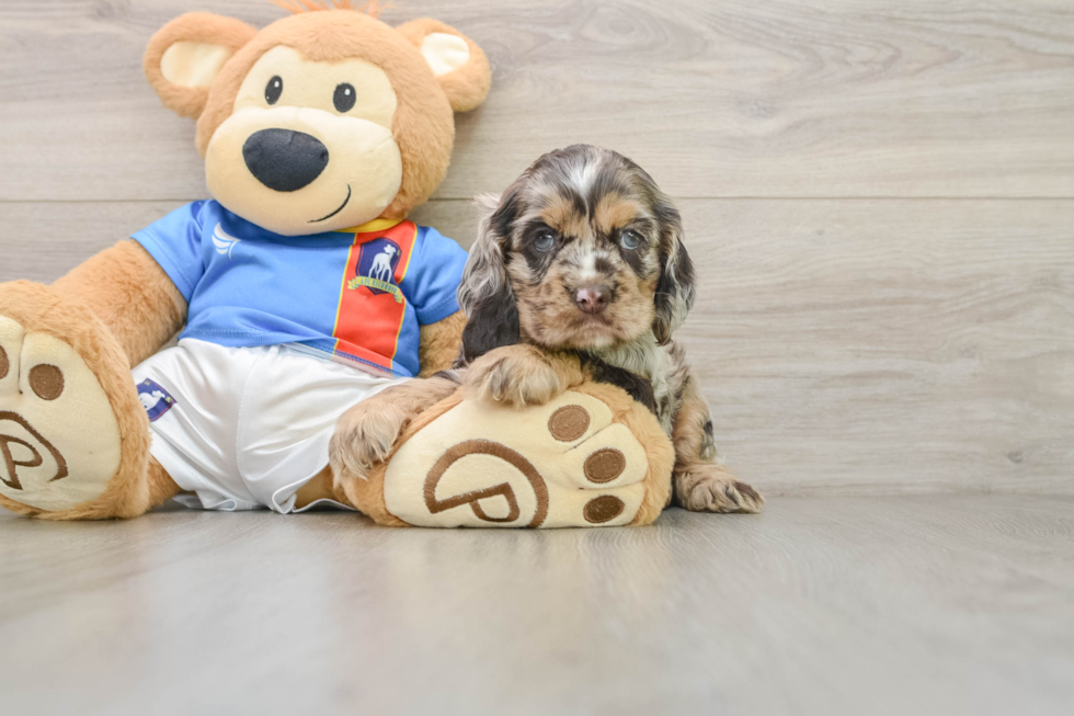 Cocker Spaniel Puppy for Adoption