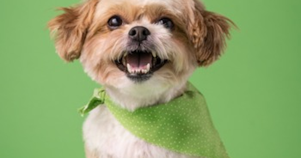 York Chon Puppy Bichon Frise Yorkie Mix Puppy For Sale Bichon - Main Image