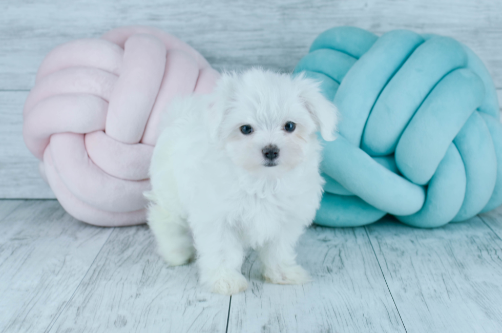 Meet  Snowflake - our Maltese Puppy Photo 4/5 - Florida Fur Babies
