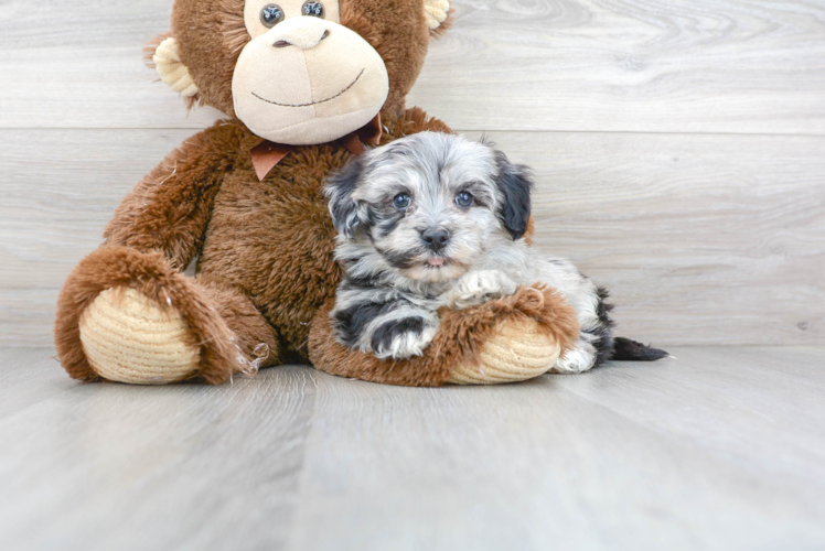 Meet Bosco - our Havapoo Puppy Photo 1/3 - Florida Fur Babies